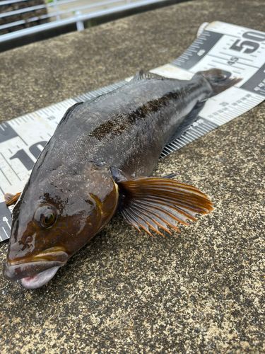 アイナメの釣果