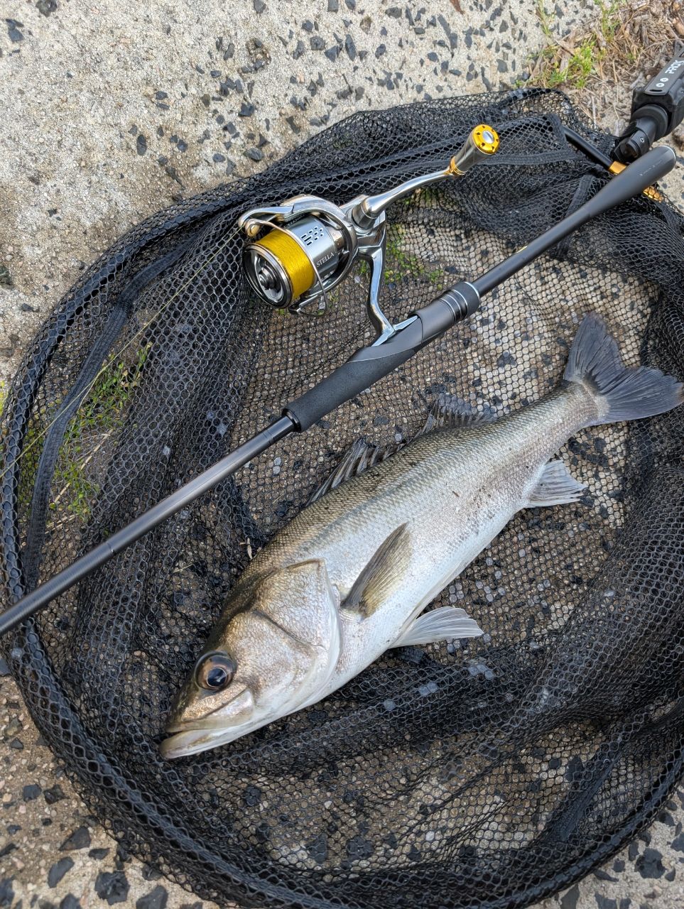 SHIMANO 23ディアルーナ S90MLの最安値・インプレ・釣果 | 本音の