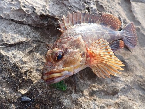 カサゴの釣果