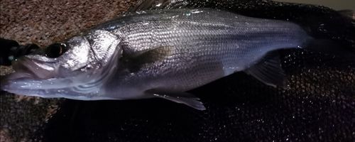 静岡県で釣れたライギョの釣り・釣果情報 - アングラーズ | 釣果600万