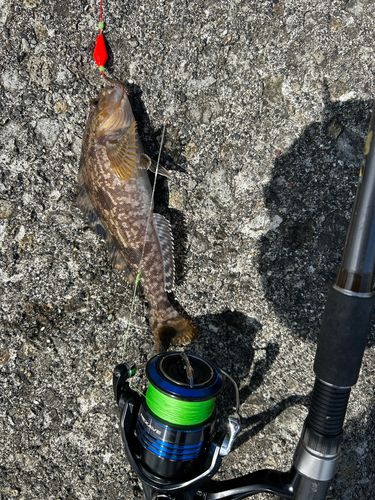 アイナメの釣果
