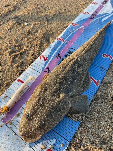 マゴチの釣果