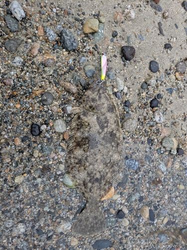 ヒラメの釣果