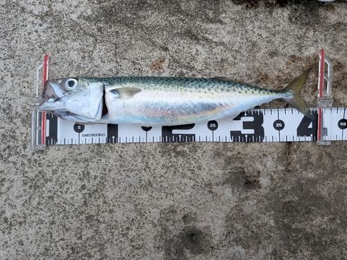 サバの釣果
