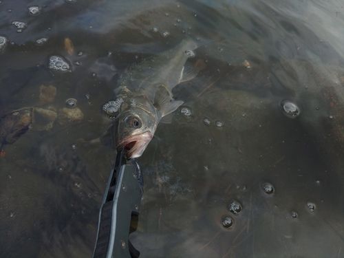 セイゴ（マルスズキ）の釣果