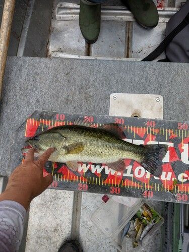 ブラックバスの釣果