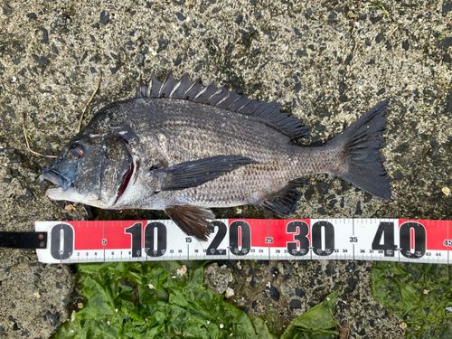 チヌの釣果