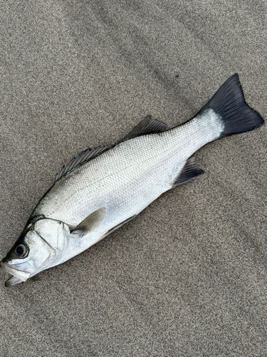 ヒラスズキの釣果