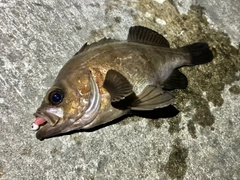 メバルの釣果