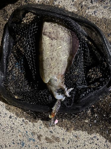 モンゴウイカの釣果