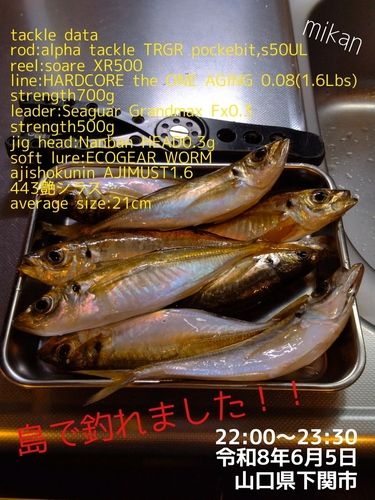アジの釣果