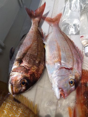 マダイの釣果