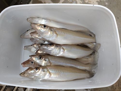キスの釣果