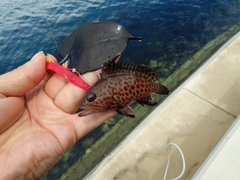 オオモンハタの釣果