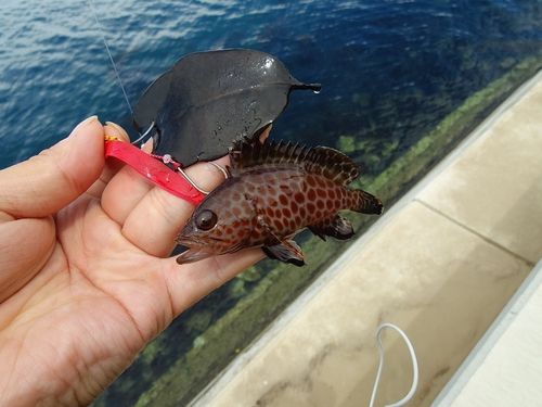 オオモンハタの釣果