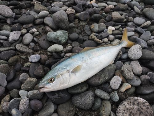 ワカシの釣果