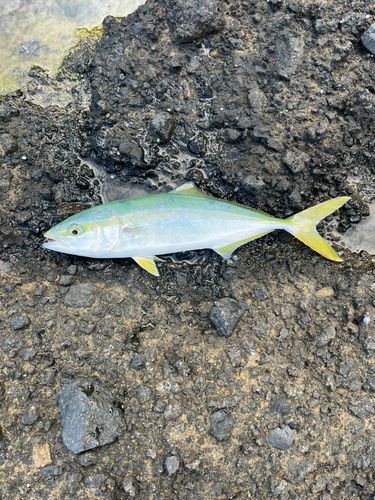 イナダの釣果