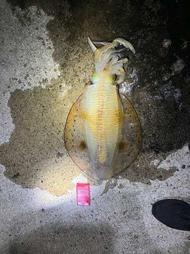 アオリイカの釣果