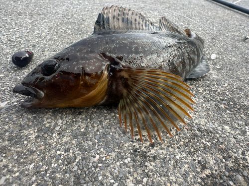 アイナメの釣果