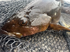 アイナメの釣果
