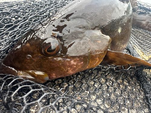 アイナメの釣果