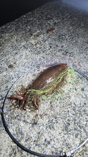 モンゴウイカの釣果