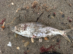 コノシロの釣果