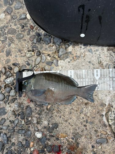 グレの釣果