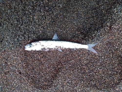 イワシの釣果