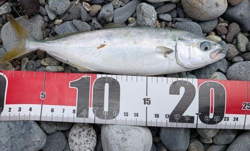 ワカシの釣果