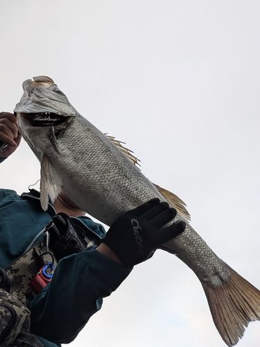 ヒラスズキの釣果