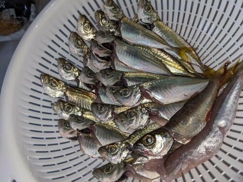 アジの釣果