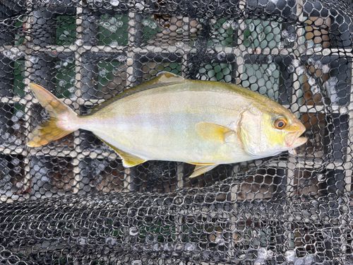 シオの釣果
