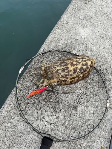 イカの釣果