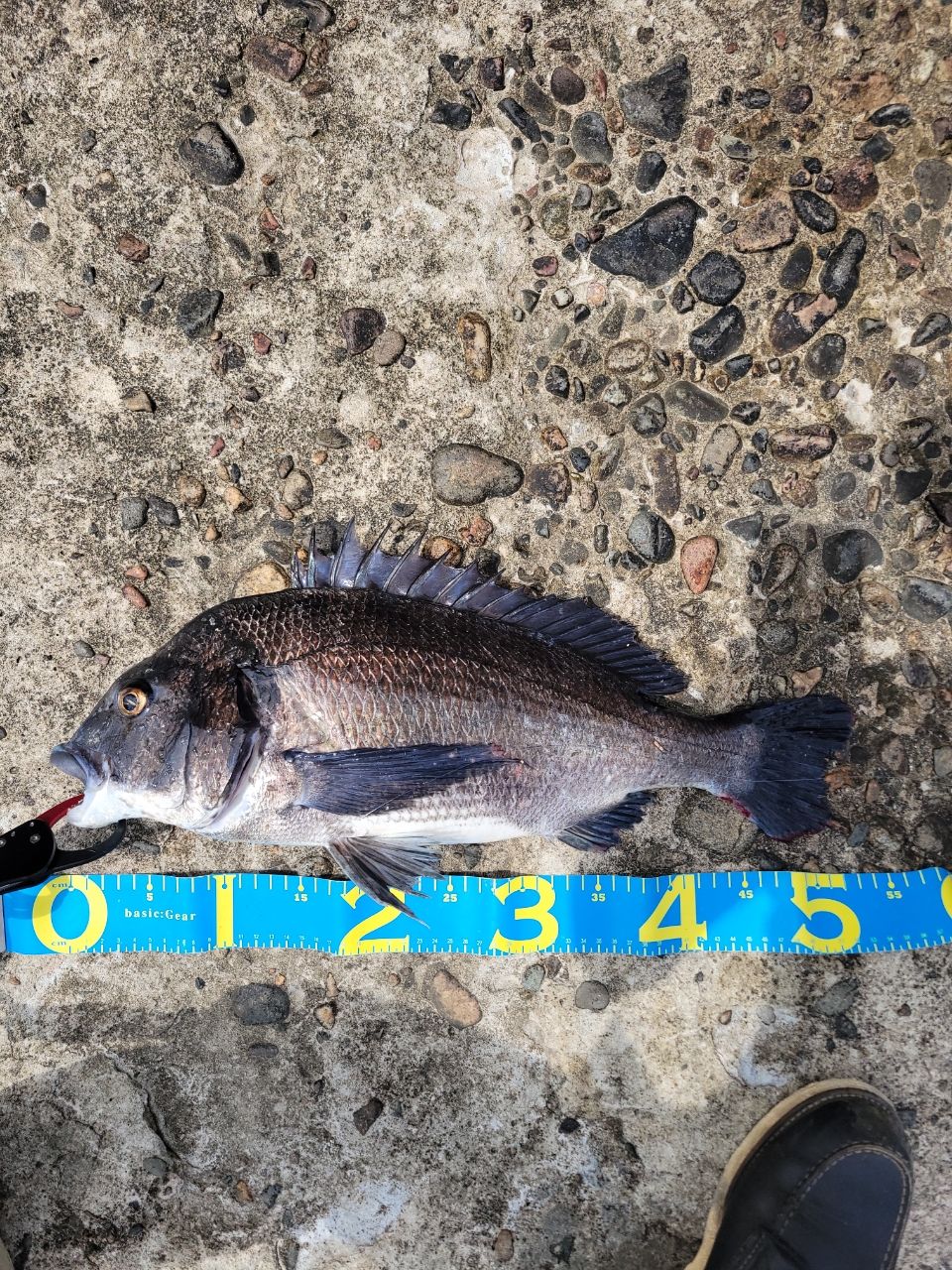 SHIMANO 19ヴァンキッシュ 4000XGの最安値・インプレ・釣果 | 本音の