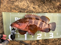 キジハタの釣果