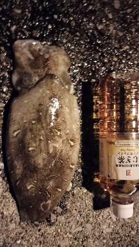 コウイカの釣果