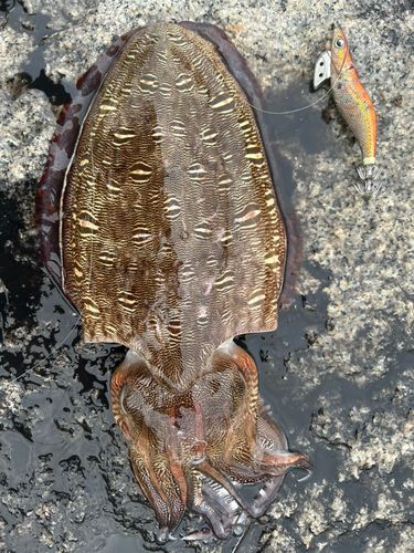 モンゴウイカの釣果