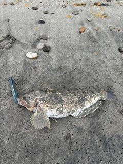 アイナメの釣果