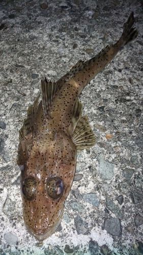 ワニゴチの釣果