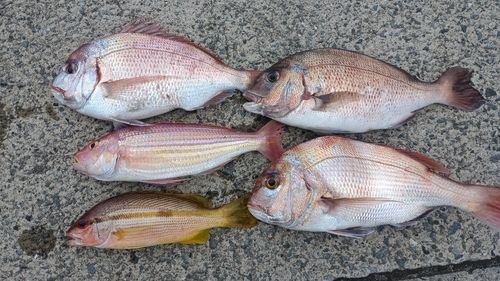 チダイの釣果