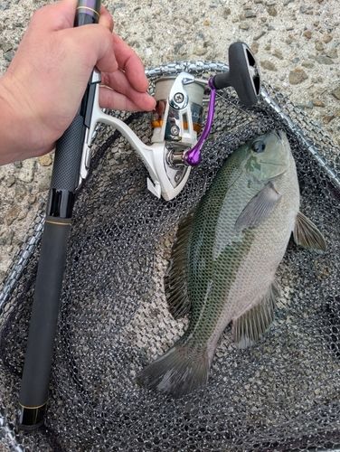 グレの釣果