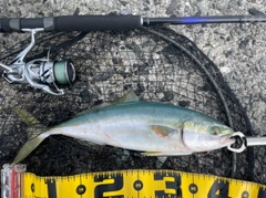 ハマチの釣果