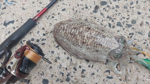 コウイカの釣果