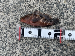 アコウの釣果