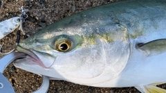 ブリの釣果