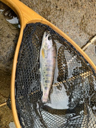 ヤマメの釣果