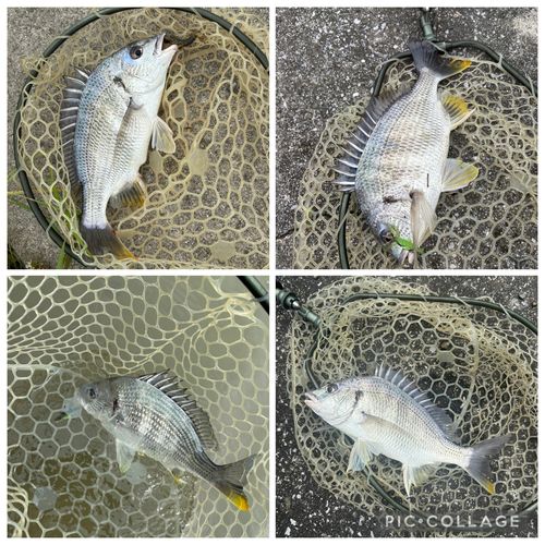 ナマズの釣果