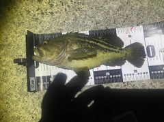 シマゾイの釣果
