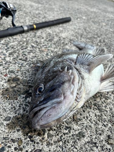 クロソイの釣果